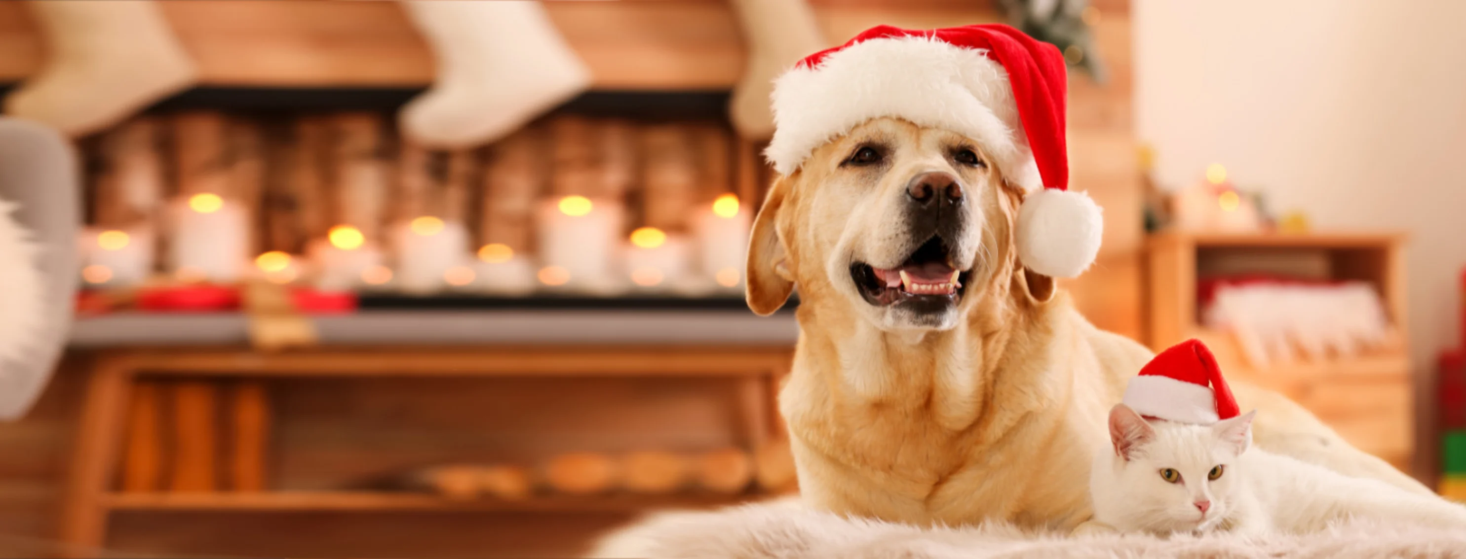 Golden Retriever (Dog) and a White Cat Wearing a Santa Hat